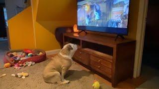 Khaleesi the Bulldog “Knock at the Cabin” Reaction