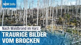 Brand im Harz: Waldbrand am Brocken unter Kontrolle – Erste Bilanz der Feuerwehr| NDR Info