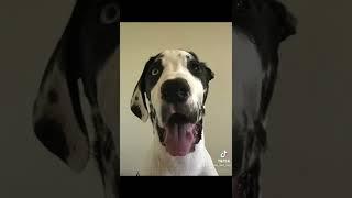 HBD, Elliott! #dog #greatdane #bestfriend