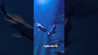 Fishes #fishingvideo #reels  #ytshorts #viral #shortsvideo #tirupati