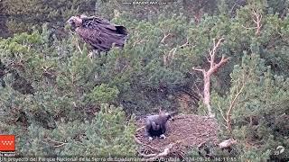 SEOBirdLife- sępy -Sierra de Guadarrama -  młody i rodzic z wizytą w gnieździe  2024 09 20