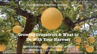 GROWING GRAPEFRUIT & WHAT TO DO WITH YOUR HARVEST