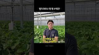 딸기 농사 1천평 수익은?