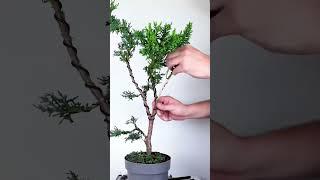 Cheap plant to Bonsai in 30 minutes