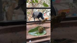 Crow Eating Lunch ‍⬛#shorts #help #humanity #hungry #birds
