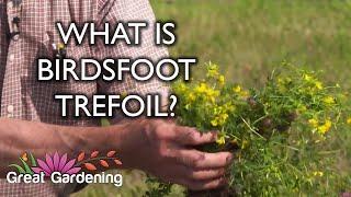 What is Birdsfoot Trefoil?