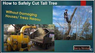 How We Cut Down Two Tall Trees Safely From Start to Finish