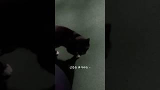  인간 냥이 만들다가 찐 냥이 만남, 추억의 줄넘기 쩰리