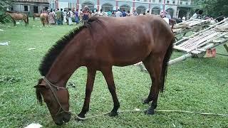 New Horse videos Village Horse market Dhanbari Gurar hat Bangladesh Bipul Agro BD 2022