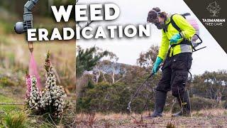 Weed eradication in South Arm - Tasmania