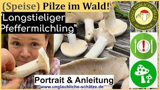 Langstieliger Pfeffermilchling - (Speise) Pilze mit Besonderheiten - Pilze im Portrait im Juli 2023