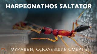 Harpegnathos saltator, как стать бессмертным? 4К