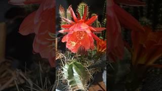 New Cactus Timelapse!, Arboricola #cactus #gardening #plants #nature #cactusjerk