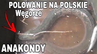 WĘGORZ! ALE BRANIE! PIĘKNA RYBA w NOCY