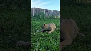 Happy wolf! #wolf #wolfdog #puppy