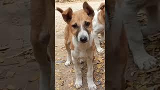  funny dogs  puppies #viralvideo #shorts