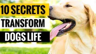 10 Secrets That TRANSFORM Your Dog's Life!