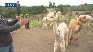 On the Go with Joe at Alpacas of Oregon