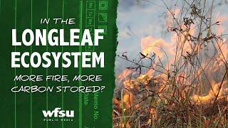 In the longleaf ecosystem: more fire, more carbon stored?