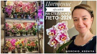 Невероятное цветение орхидей на стеллаже - лето 2024 | Почти вся коллекция фаленопсисов цветет! 