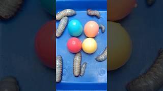 Surprise Eggs containing Ground Beetles #beetles