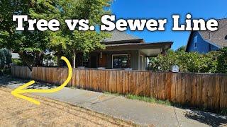 Tree vs. Sewer Line. Would You Cut it Down?