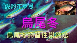 (5) 烏尾冬的習性與釣法【知魚不龜系列】