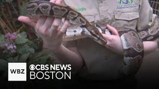 Waking up with the animals in the Tropical Forest at Boston's Franklin Park Zoo