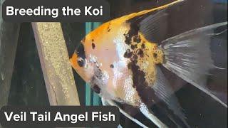 Young Koi VT Angel spawning