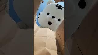 왓츠 인 백호돌이 백?