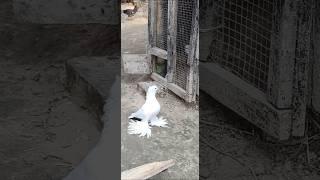 White loton pigeon #shorts #samar #youtubeshorts #whatsappstatus