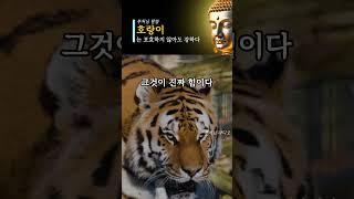 부처님 말씀: 호랑이는 포효하지않아도 강하다| 인생명언, 삶의지혜 #부처님말씀 #불교명언 #깨달음