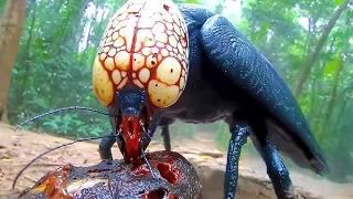 Most Dangerous Insects In The World