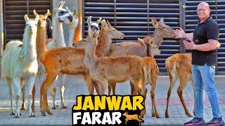 Sare Janwar Khul Gaye  | Animal Day Out at Farm | B.T. Farm Stories Vlog #48