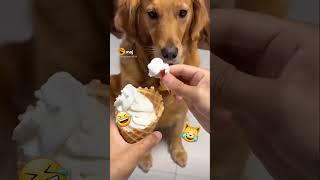 Dog reaction | FUNNY GENIX