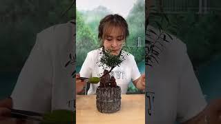 bonsai trees for beginners