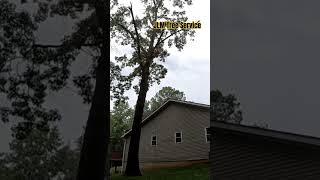 A Stick In The Mudd.   #treework #treeclimbing #treeclimbers #treeservice #deadwood