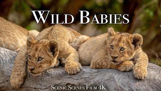 Wild Babies 4K - Amazing World Of Young Animals | Scenic Relaxation Film