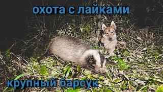 Взяли крупного барсука . Трудовая охота с молодыми лайками.