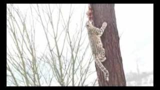 Snow Leopard Climbs Huge Tree