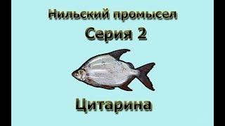 Русская Рыбалка 3.99 (Russian Fishing) Нильский промысел 2 - Цитарина