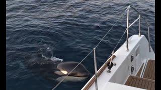 Lagoon 450 attacked by orcas