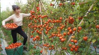 Dương Daily Life - Harvest at the largest tomato garden in the area - Go to the market sell