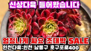 [인천다육]️현충일연휴 신상다육이 대박 초특가쎄일합니다 인천 남동구 호구포로400 ️ 010-5316-7402