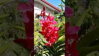 Red flower#orchidlovers #vanda#plantita#flowers#red