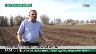 Поля Карагандинской области уже засеяли картофелем