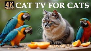 Paul King Garden’s Cat TV for Cats | Endless Birds & Squirrels Adventure