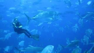 Swimming with Giant Jackfish, Camel Dive Club