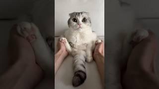  #猫 #cat