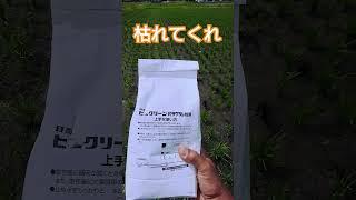 散布条件に不安しかないがヒエバサ強行。#除草剤